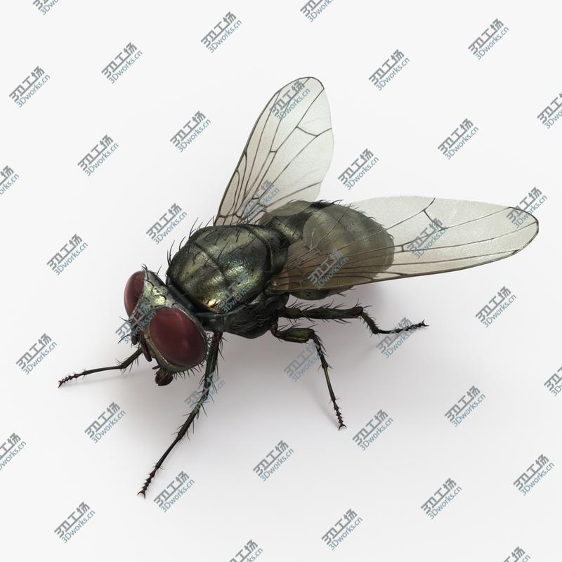 images/goods_img/202104091/Housefly (2) 3D model/1.jpg